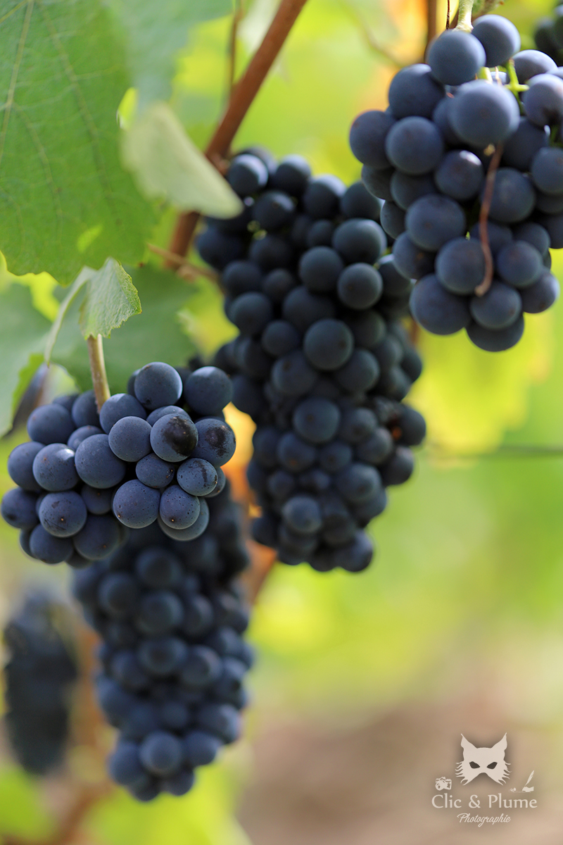 Reportage vendanges par ©Carine Charlier / Clic et Plume
