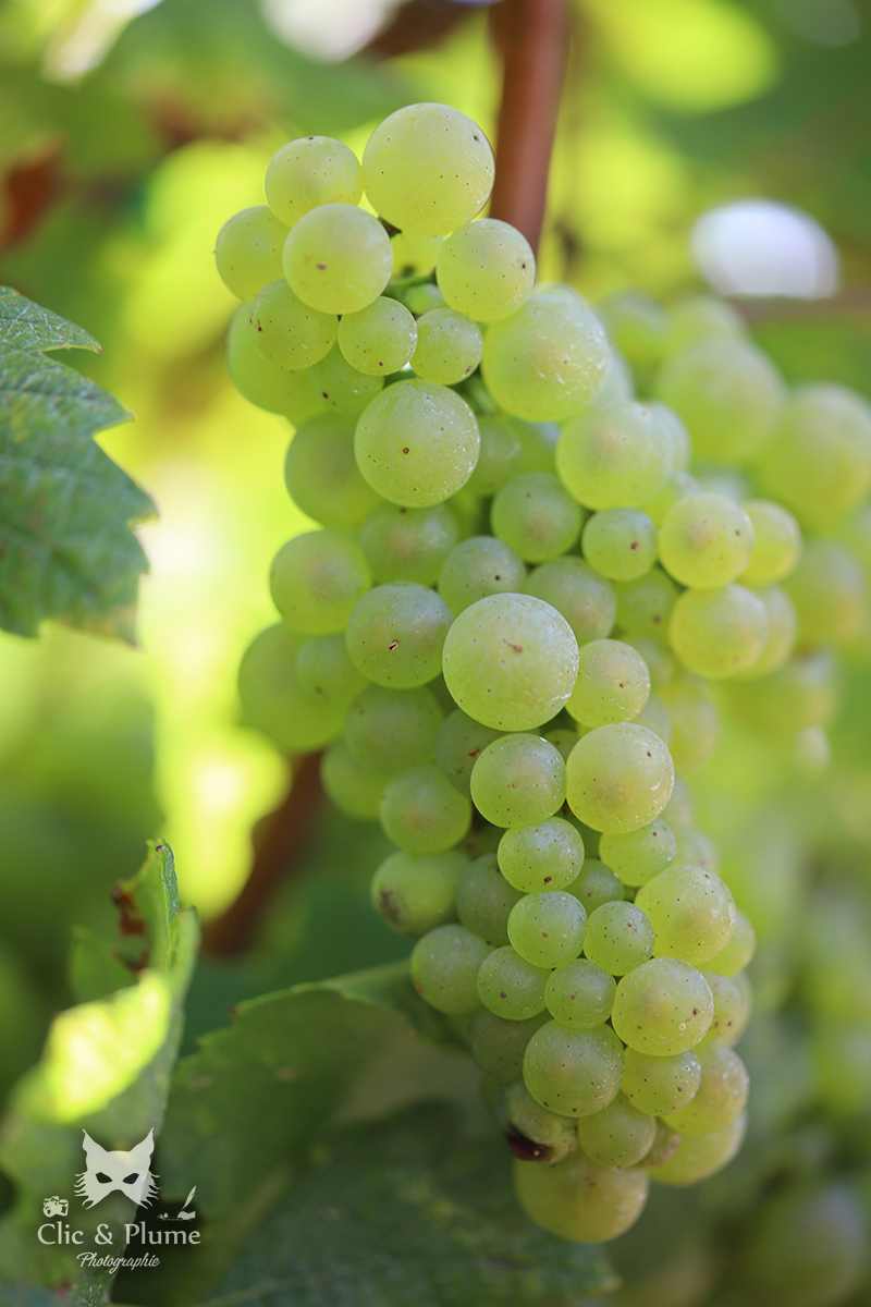 Reportage vendanges par ©Carine Charlier / Clic et Plume