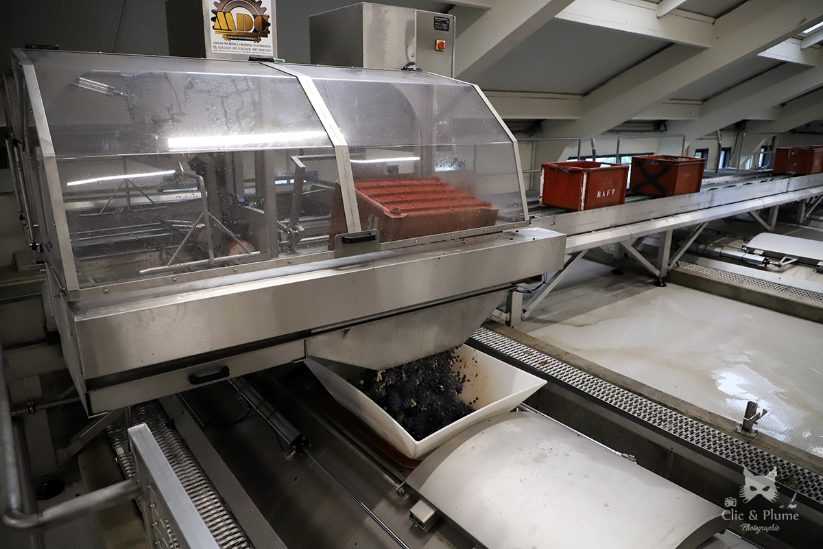 Reportage vendanges par ©Carine Charlier / Clic et Plume