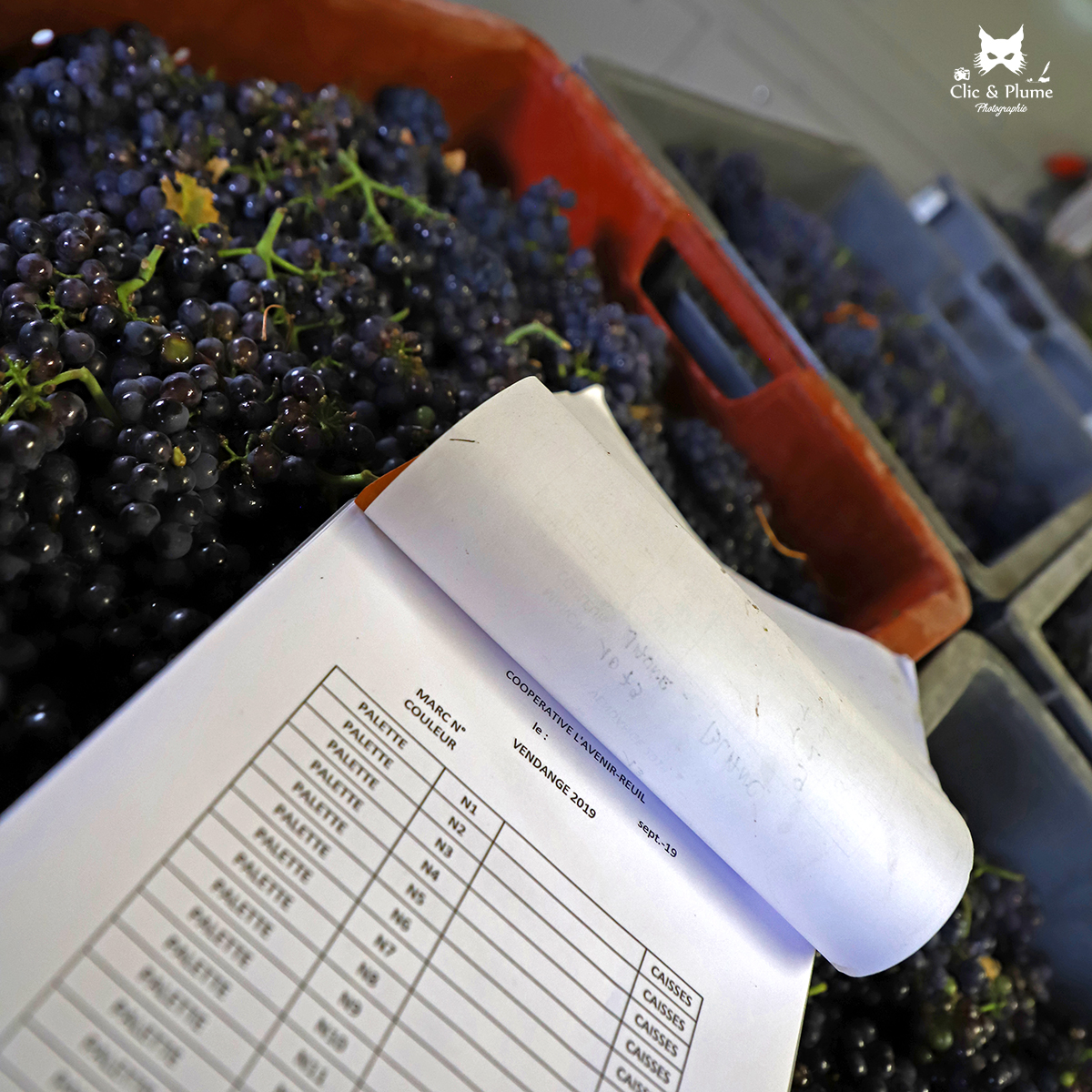 Vendanges par ©Carine Charlier / Clic et Plume