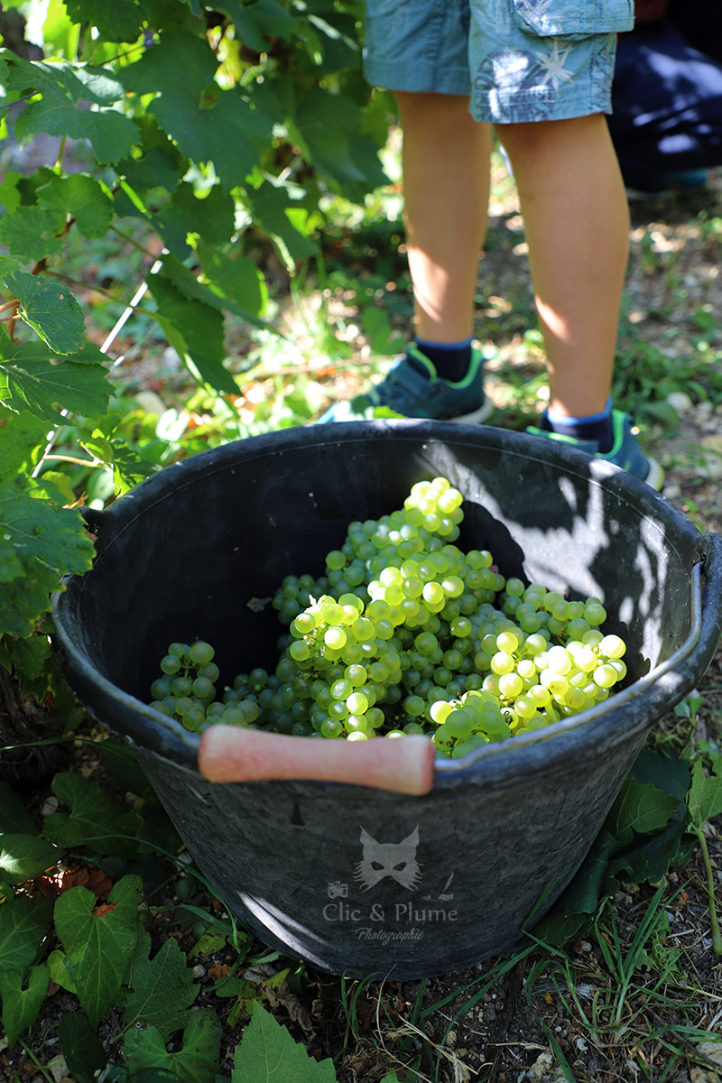 Vendanges par ©Carine Charlier / Clic et Plume