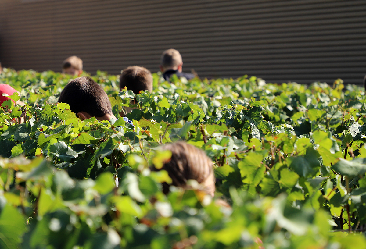 Vendanges par ©Carine Charlier / Clic et Plume