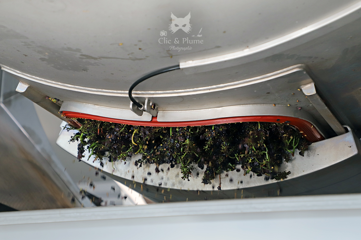 Vendanges par ©Carine Charlier / Clic et Plume