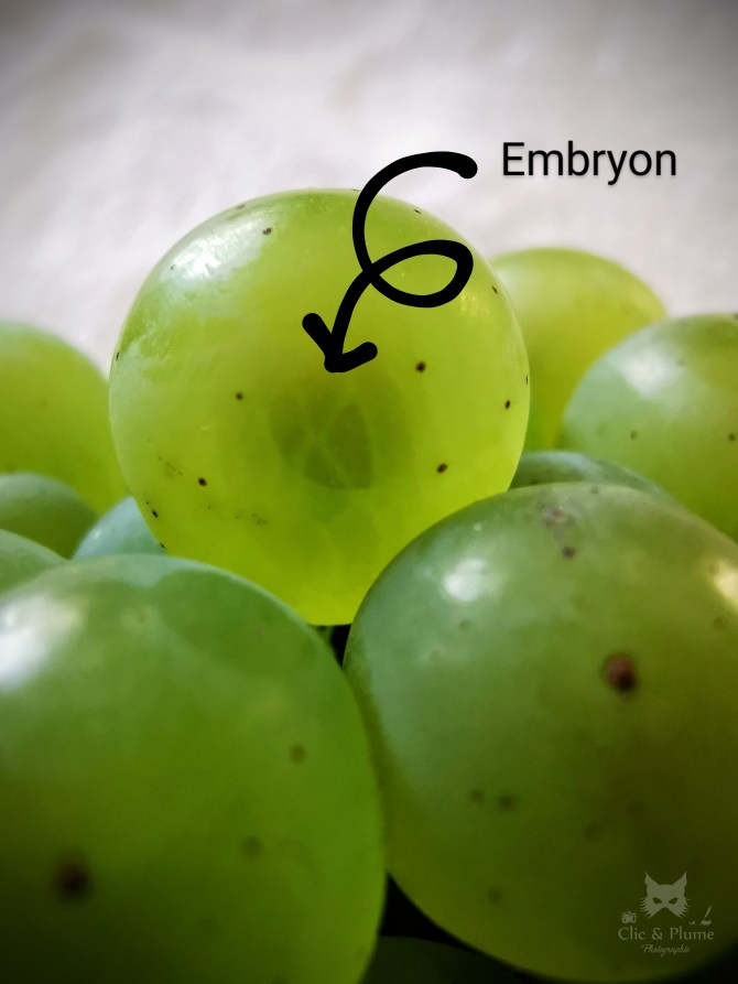 Vendanges par ©Carine Charlier / Clic et Plume