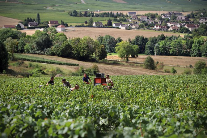 Vendanges par © Carine Charlier / Clic et Plume