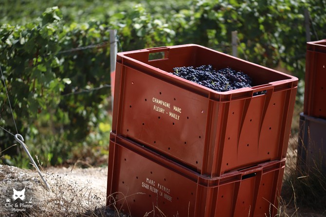 Vendanges par © Carine Charlier / Clic et Plume