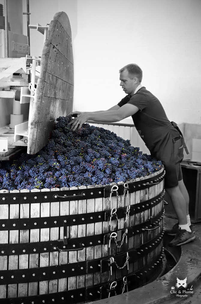 Vendanges par © Carine Charlier / Clic et Plume