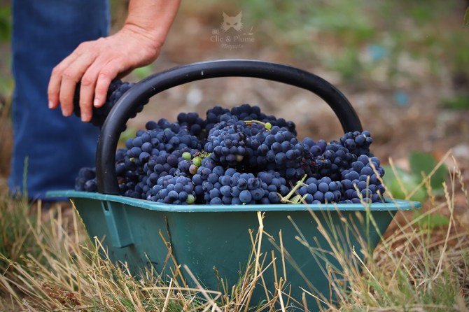 Vendanges par © Carine Charlier / Clic et Plume
