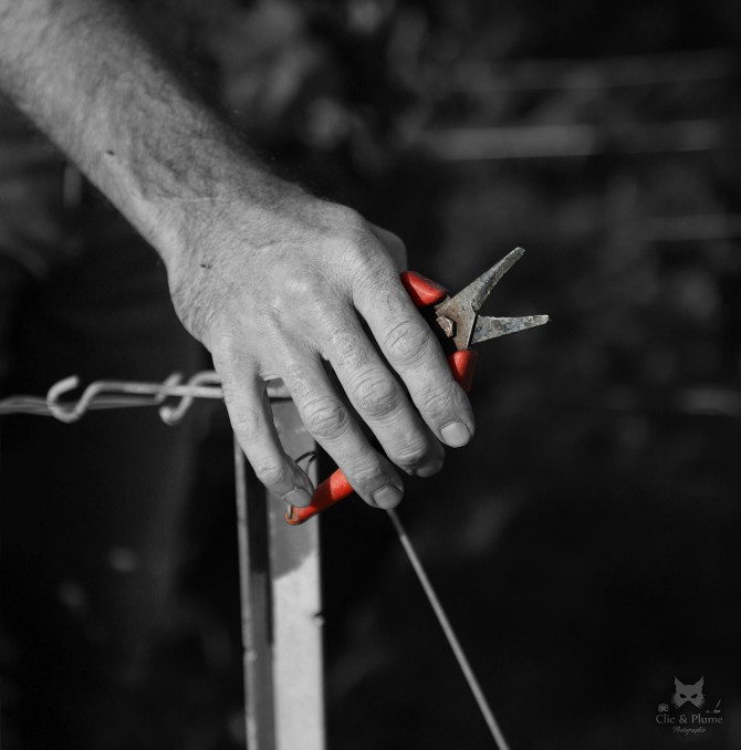 © Carine Charlier - www.clic-et-plume.com